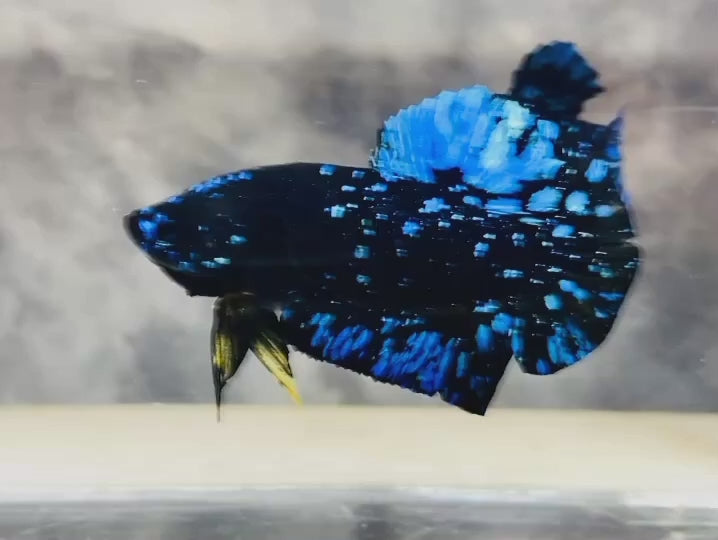Rare Avatar Betta Fish