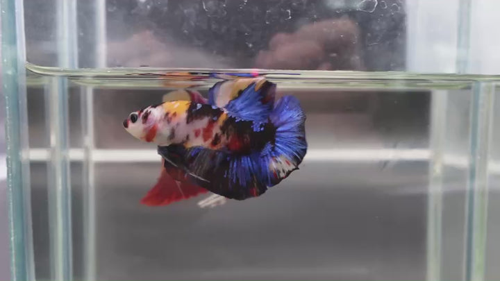 Rare Giant Multicolors Betta Fish