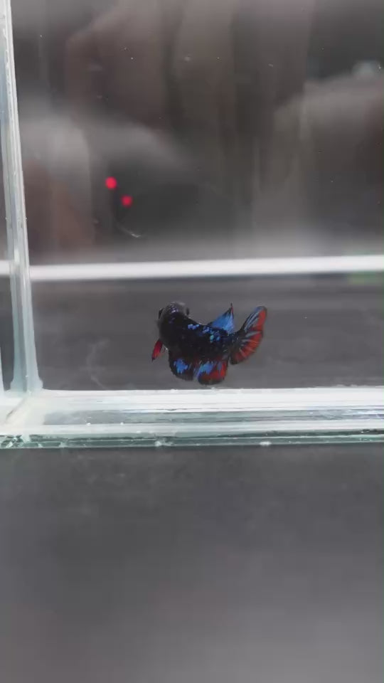 Rare Avatar Betta Fish