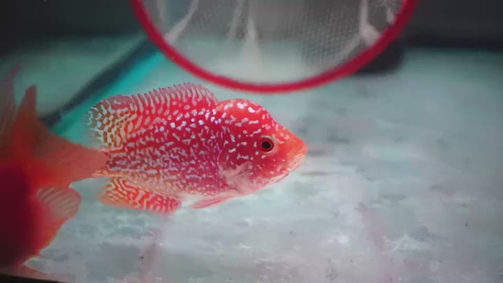 Rare Kamfa Golden Base Flowerhorn 3.5 inch