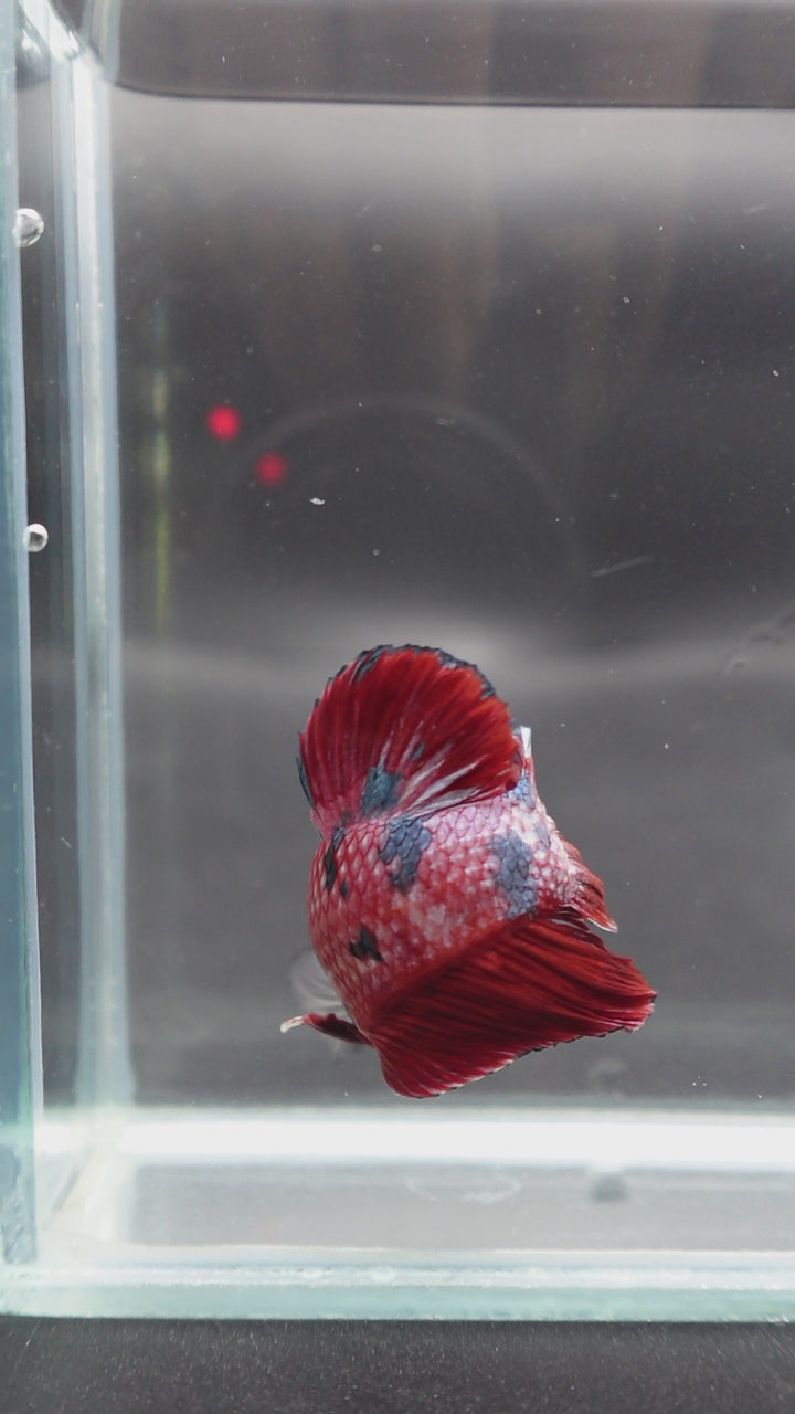 Rare Giant Multicolors Betta Fish