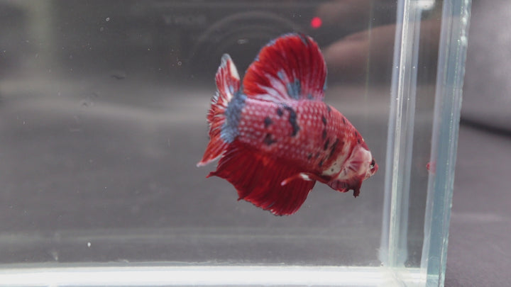 Rare Giant Multicolors Betta Fish