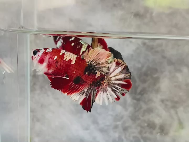 Rare Pair Red Copper Betta Fish