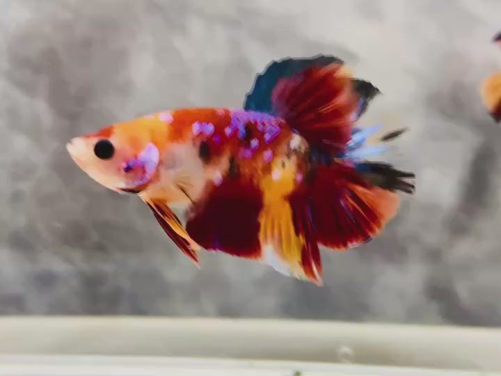 Rare Pair Koi Multicolors Betta Fish