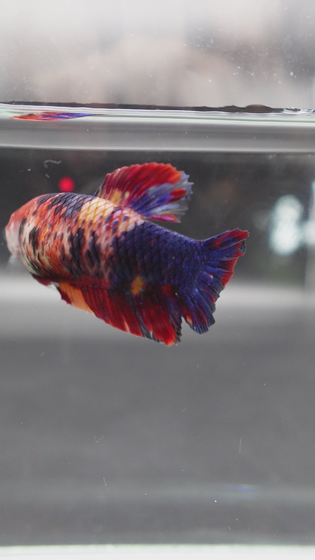 Rare Super Giant Koi Multicolors Betta Fish