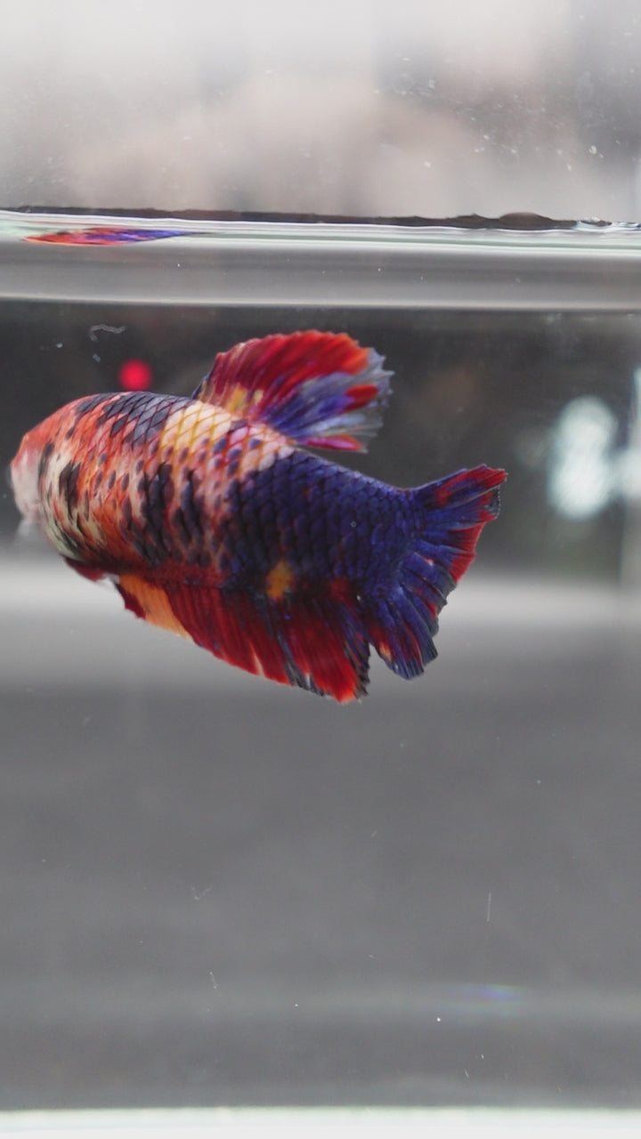 Rare Super Giant Koi Multicolors Betta Fish