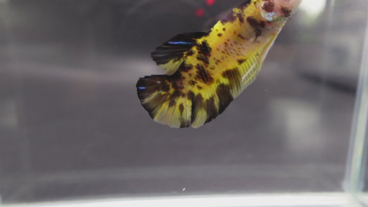 Rare Giant Multicolors Betta Fish