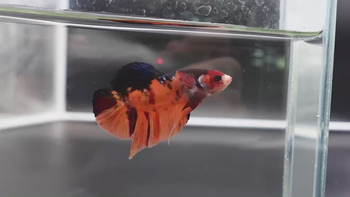 Rare Giant Multicolors Betta Fish