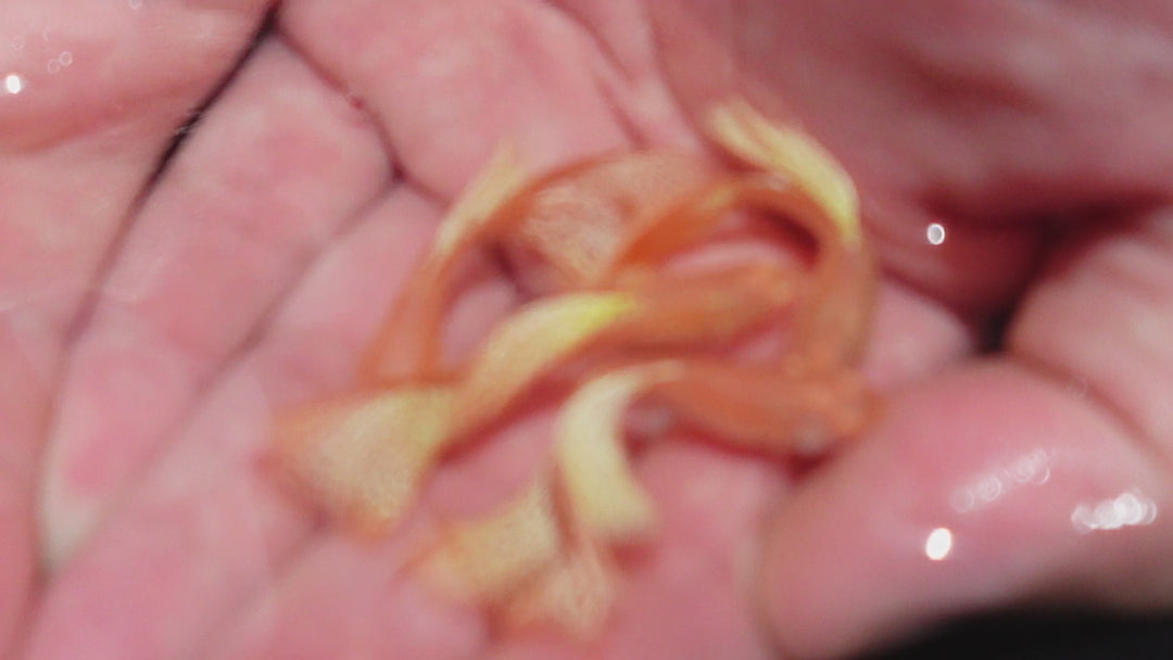 Albino Yellow King Cobra Snakeskin Guppy Fish
