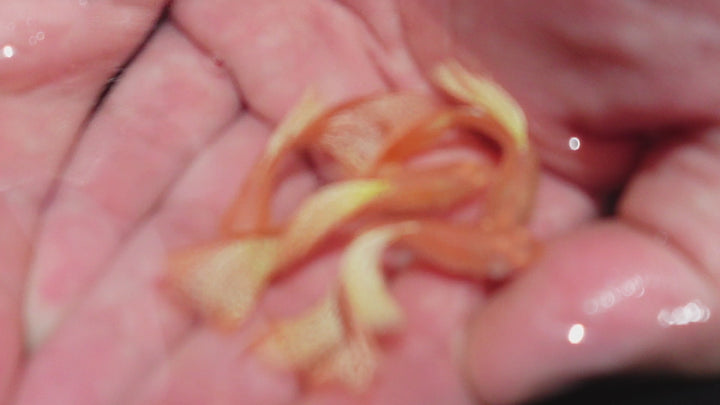 Albino Yellow King Cobra Snakeskin Guppy Fish