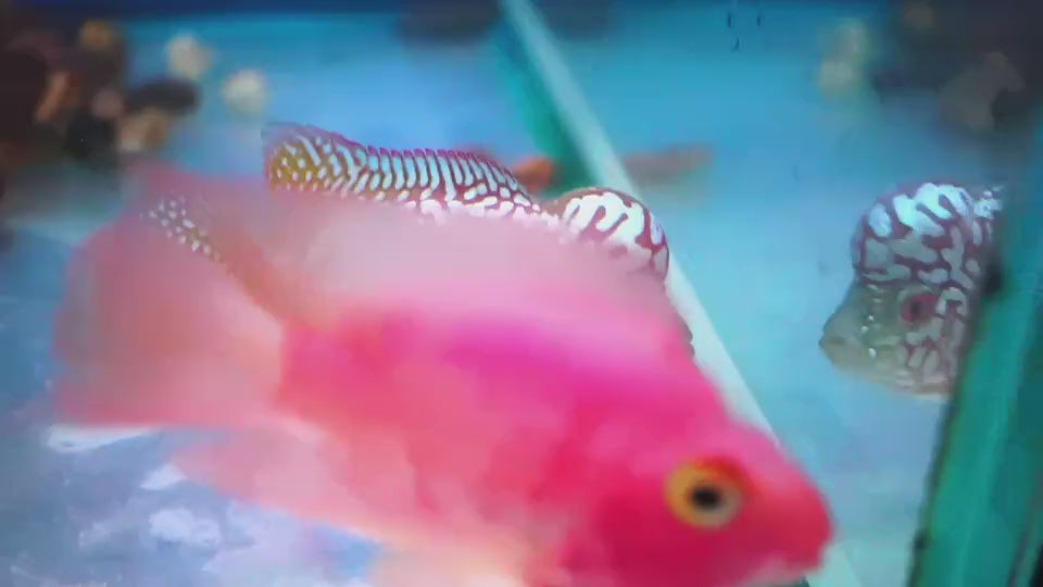 Rare Kamfa Golden Base Flowerhorn