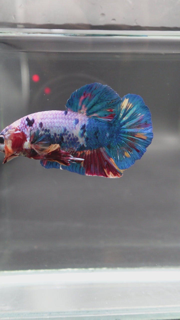 Rare Giant Multicolors Betta Fish