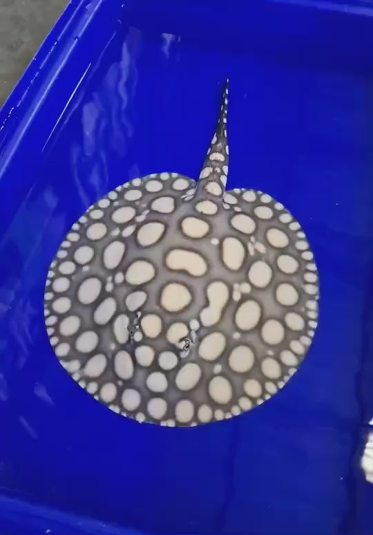 Black diamond stingray male 9 inch