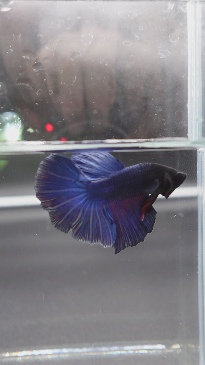 Rare Halfmoon Indigo Blue Betta Fish