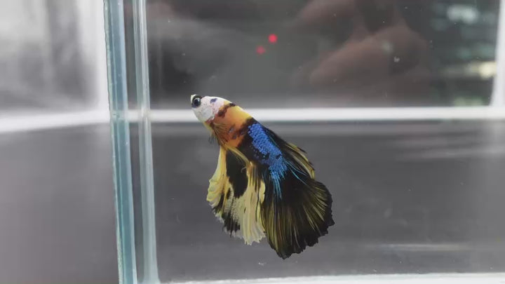Rare Halfmoon Multicolors Betta Fish
