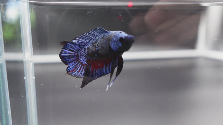 Rare Double Tail Blue Samurai Betta Fish