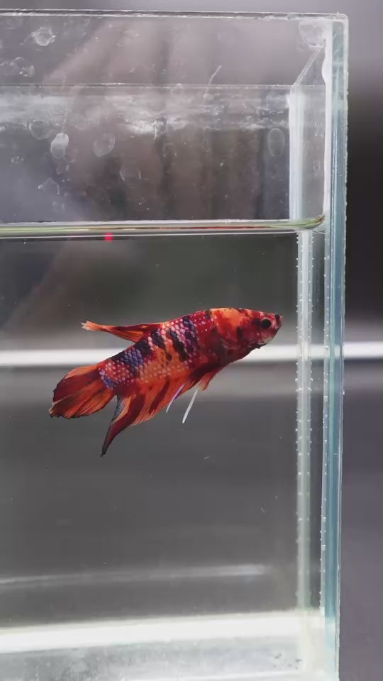 Rare Giant Multicolors Betta Fish