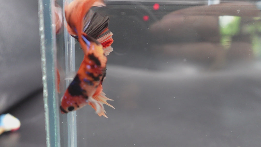 Rare Halfmoon Multicolors Betta Fish
