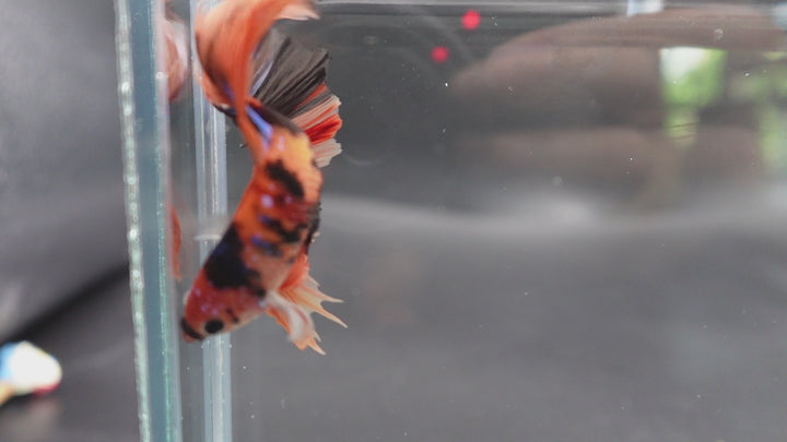 Rare Halfmoon Multicolors Betta Fish
