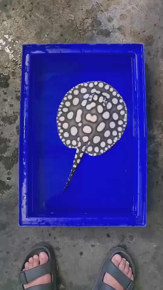 Black diamond stingray male 9 inch