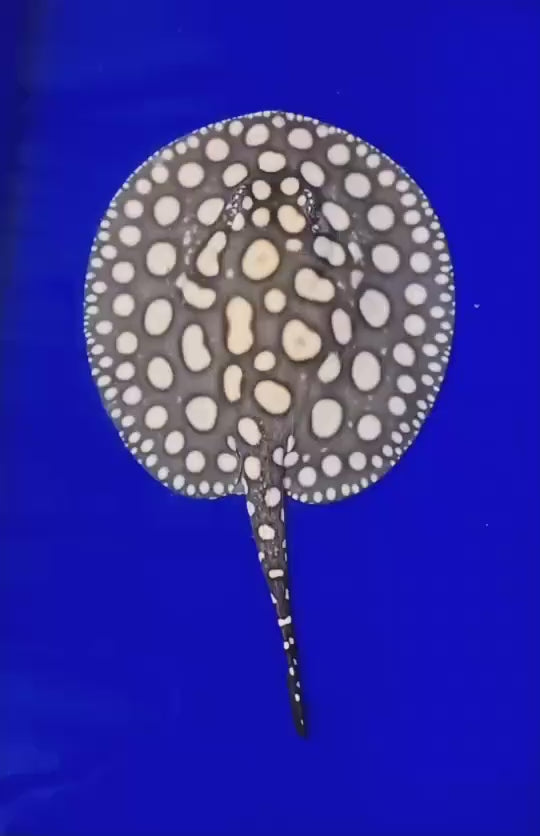 Black diamond stingray female 7.5 inch