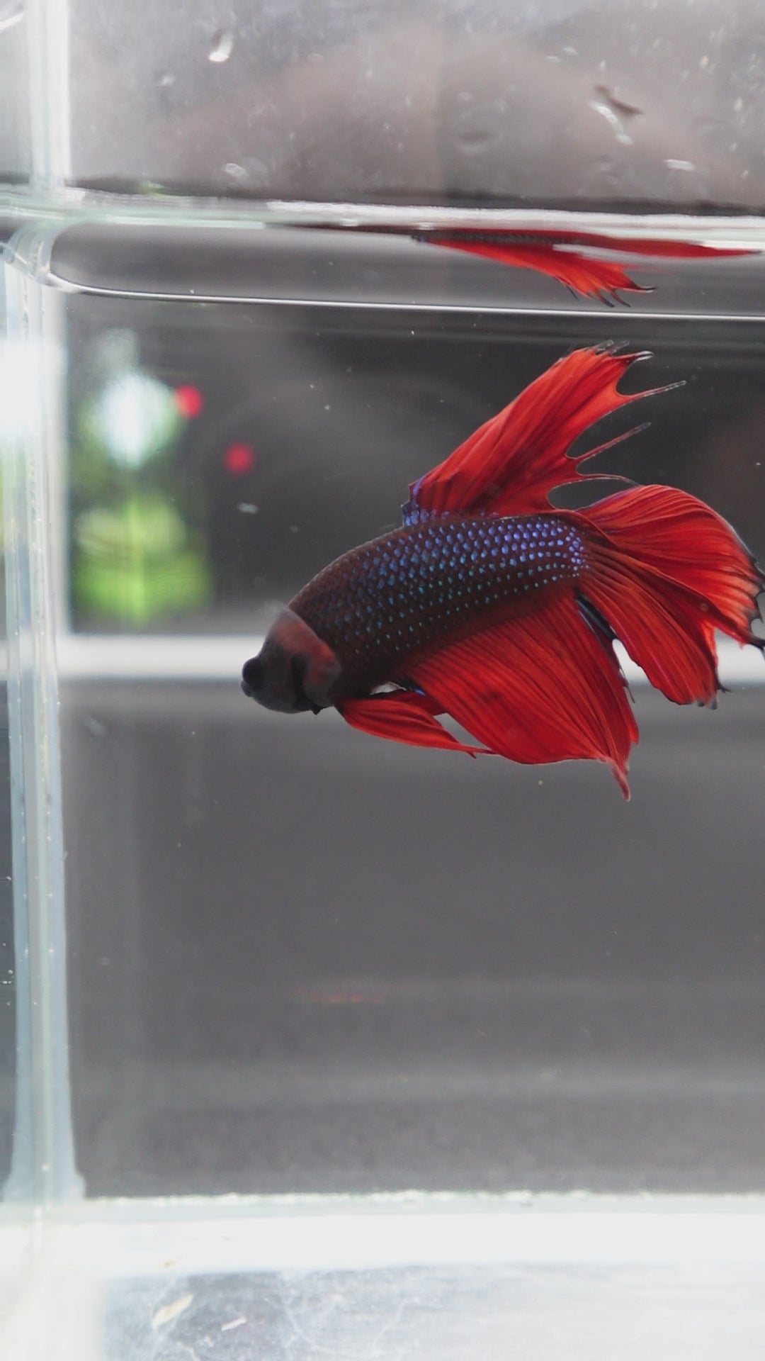 Rare Classic Veiltail Betta Fish