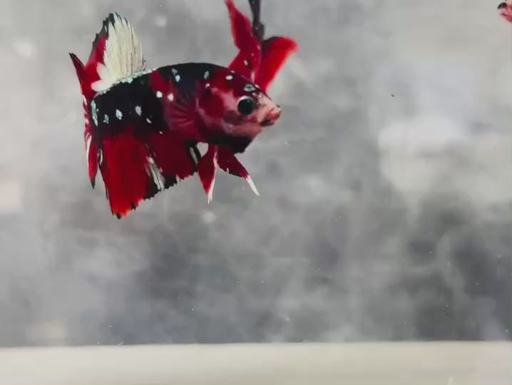 Rare Pair Red Copper Betta Fish