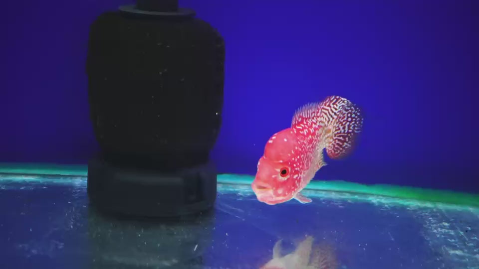 Rare Kamfa Golden Base Flowerhorn 3.5 inch