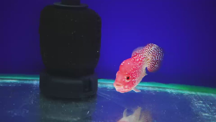 Rare Kamfa Golden Base Flowerhorn 3.5 inch