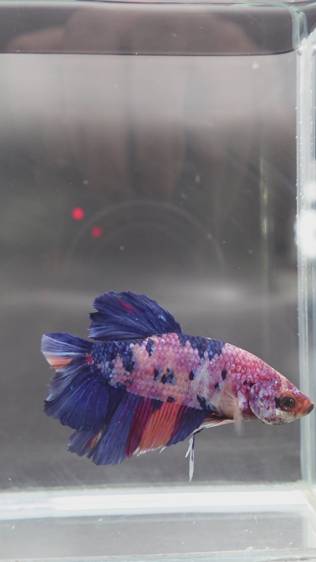Rare Giant Multicolors Betta Fish