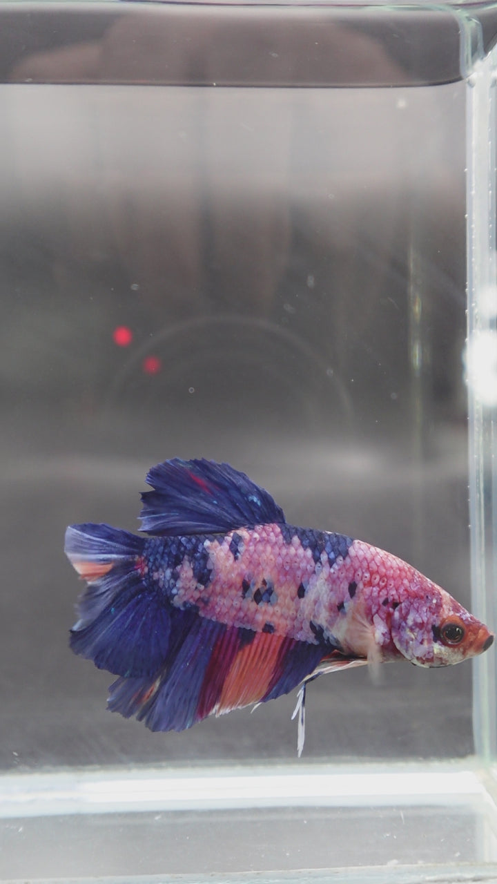 Rare Giant Multicolors Betta Fish