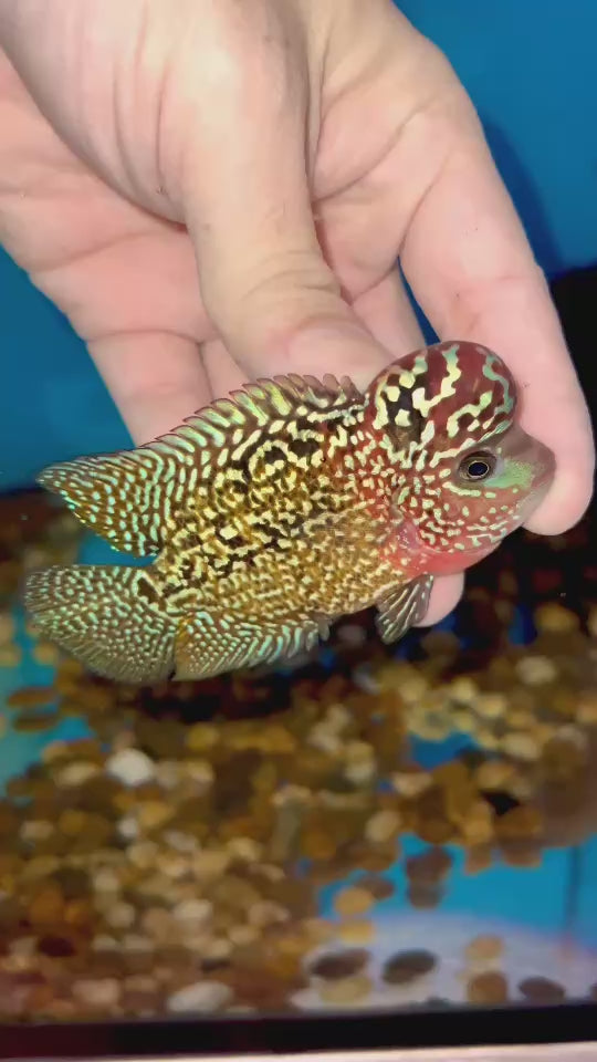 Rare Kamfa Flowerhorn