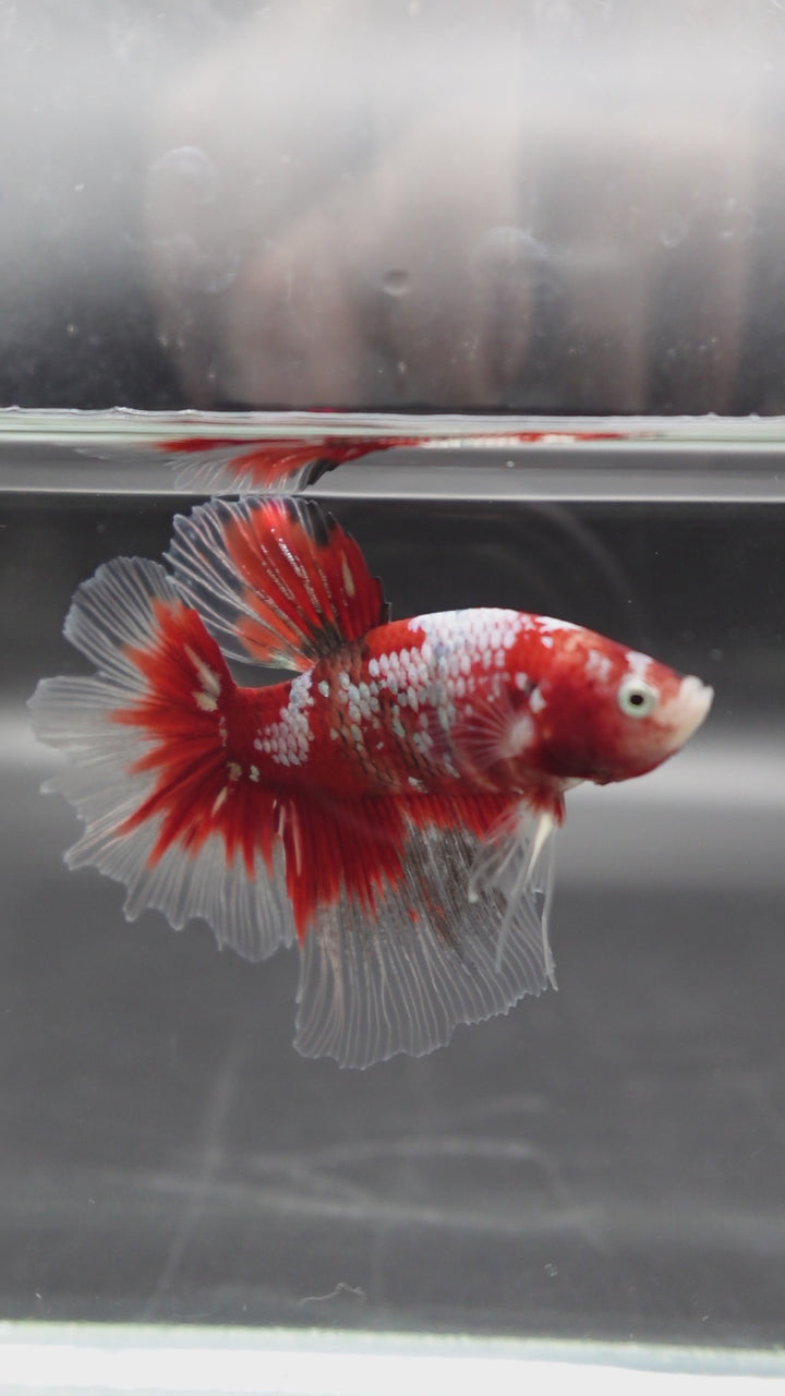 Rare Giant Halfmoon Super Red Betta Fish