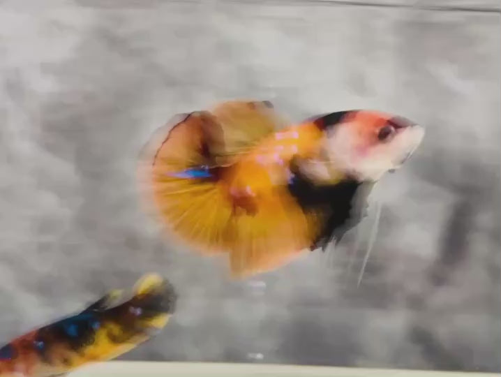 Rare Pair Koi Multicolors Betta Fish