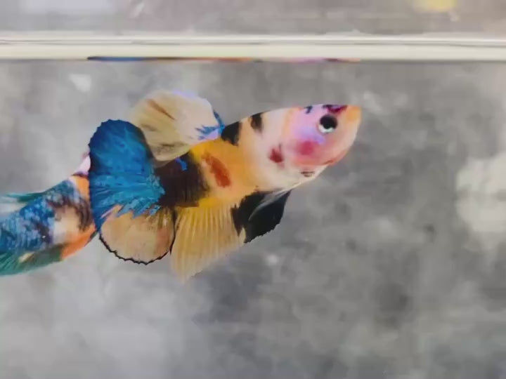 Rare Pair Koi Multicolors Betta Fish