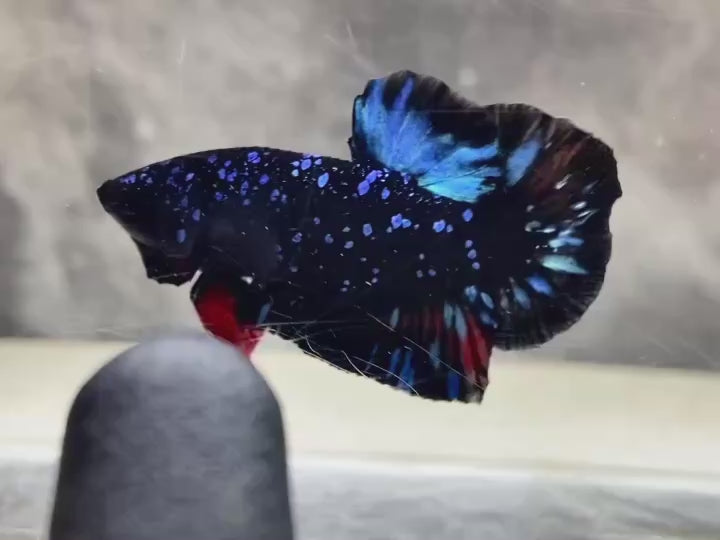 Rare Avatar Betta Fish