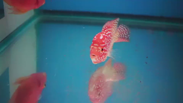 Rare Kamfa Golden Base Flowerhorn 3 inch