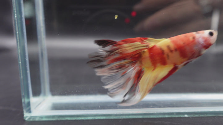 Rare Giant Halfmoon Nemo Betta Fish