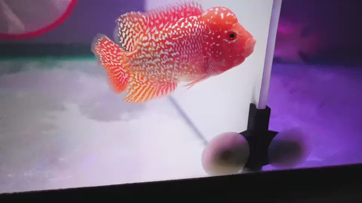 Rare Kamfa Golden Base Flowerhorn 3.5 inch