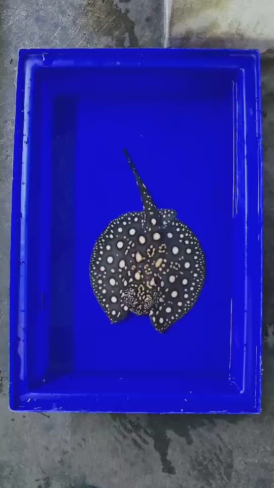 Black diamond stingray female 7 inch