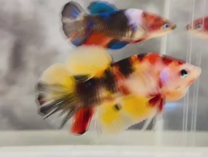 Rare Pair Koi Multicolors Betta Fish
