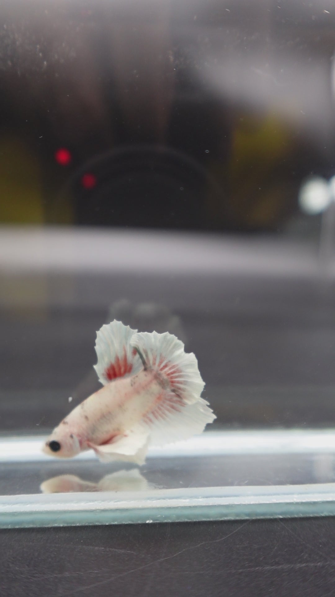 Rare Dumbo Smokey Red Betta Fish