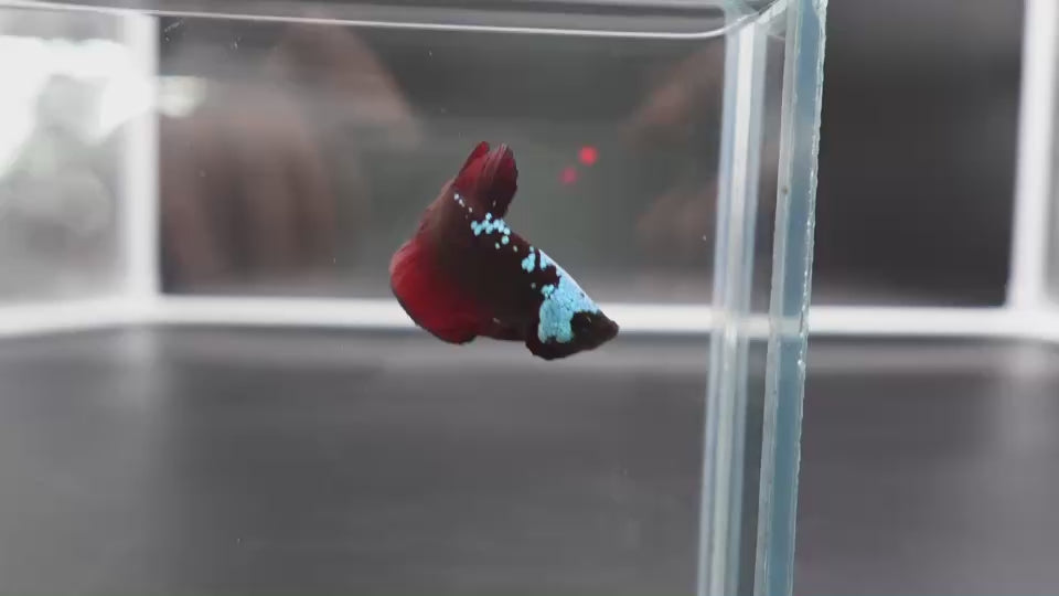 Rare Red Samurai Betta Fish