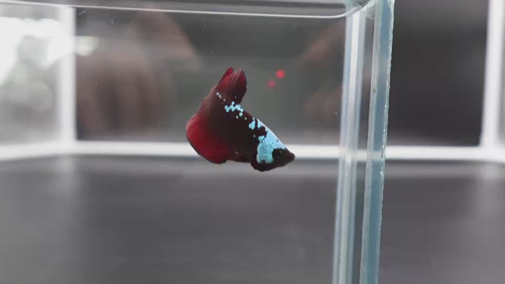 Rare Red Samurai Betta Fish