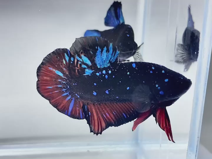 Rare Pair Galaxy Black Star Betta Fish