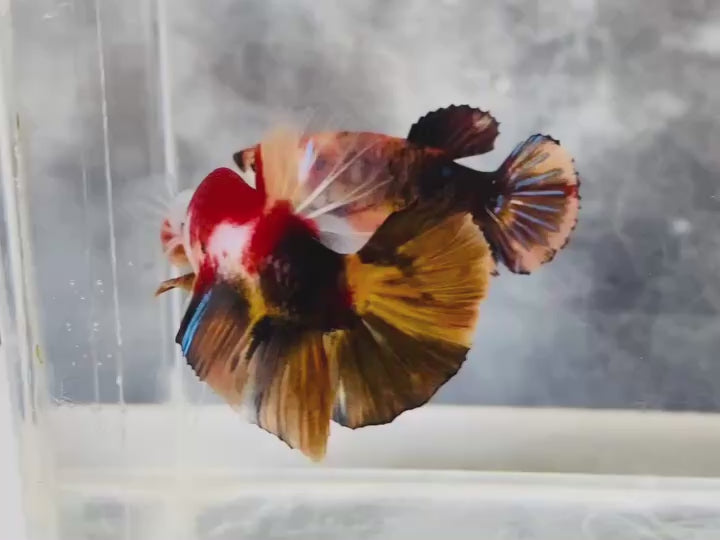 Rare Pair Koi Multicolors Betta Fish