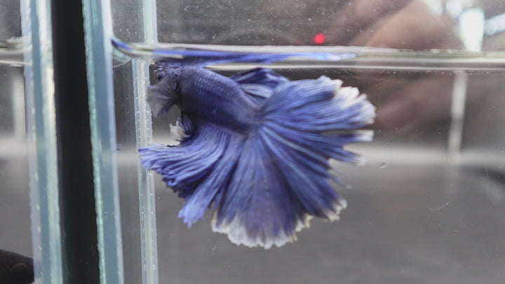 Halfmoon Indigo Blue Betta Fish