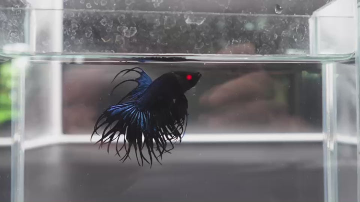 Rare King Crowntail Betta Fish