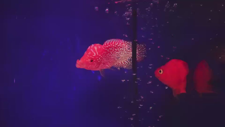 Rare Kamfa Golden Base Flowerhorn 3.5 inch