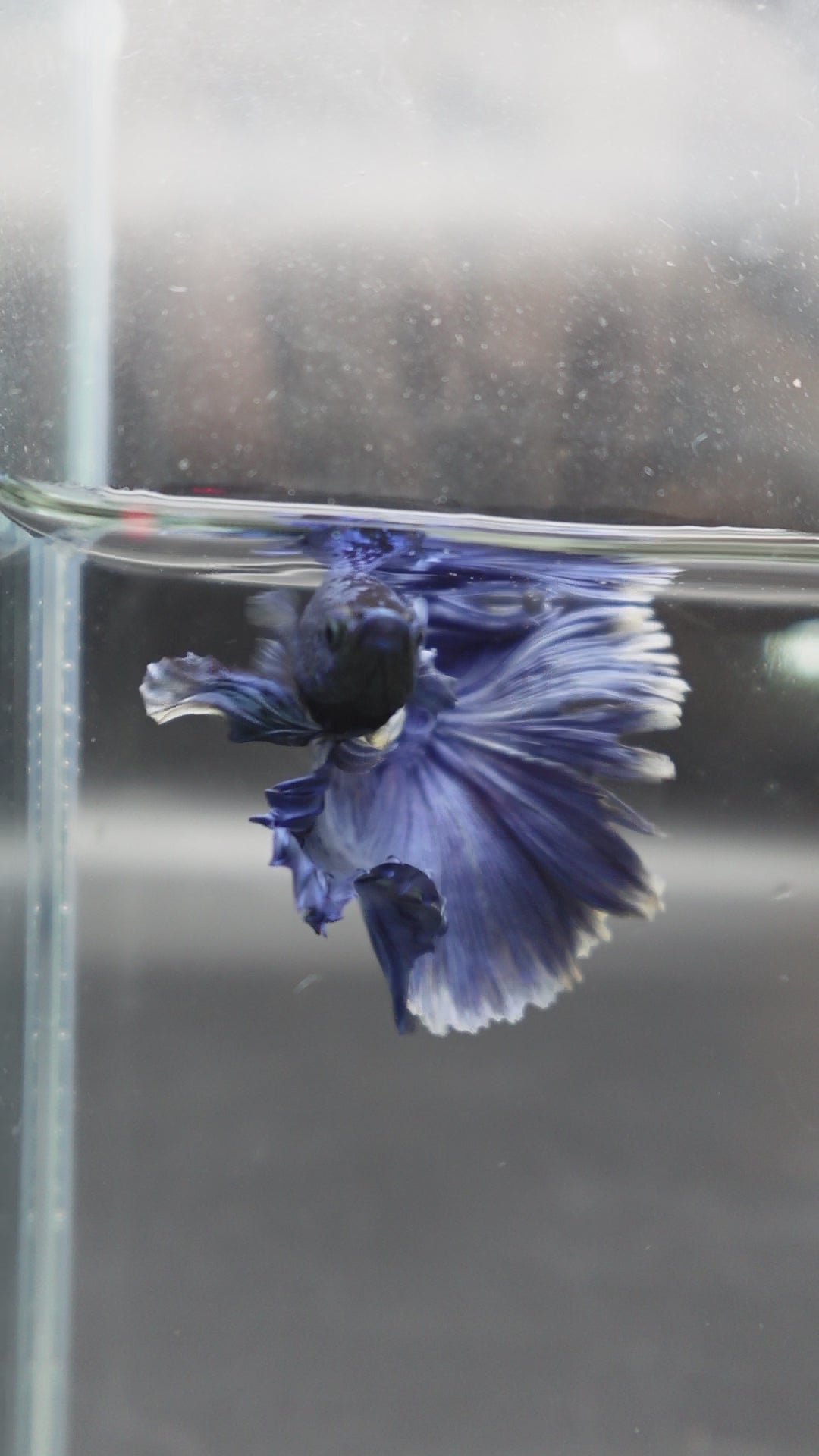 Halfmoon Indigo Blue Betta Fish